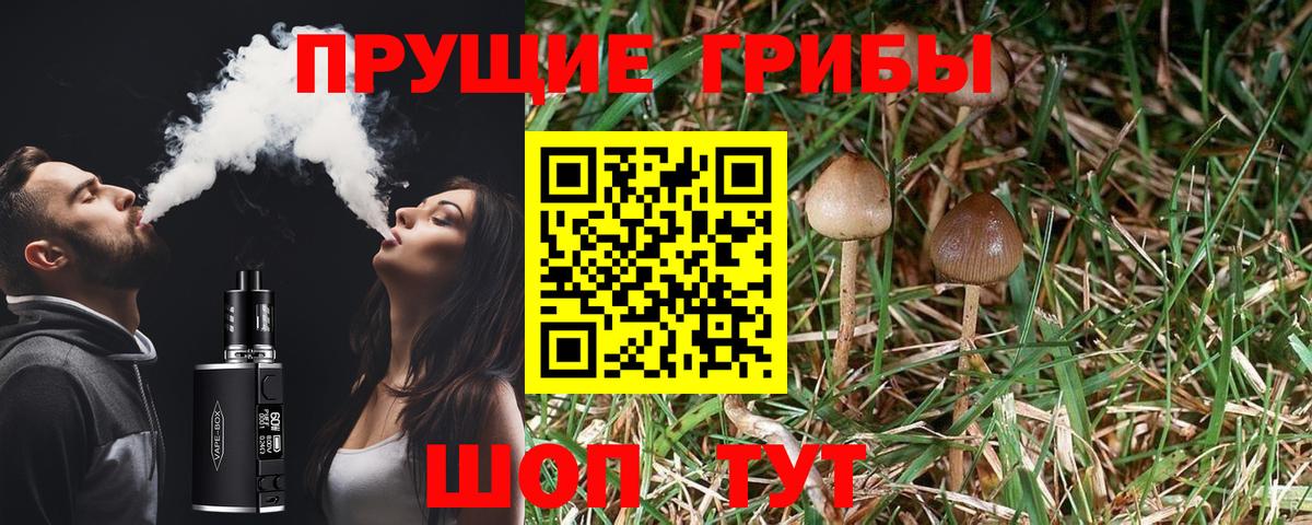сколько стоит  Псилоцибиновые грибы мицелий  Вход с VPN  Дедовск 